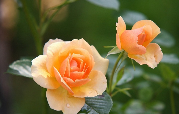 Oranžová je plná energie