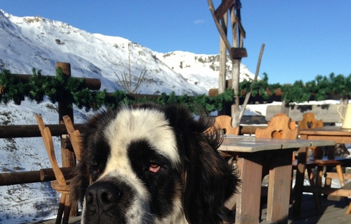 Známý obrázek: bernardýn se soudkem