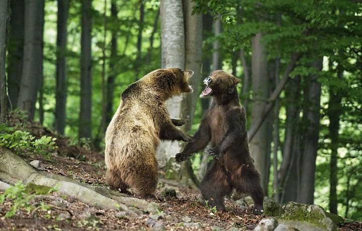 Robert Hlavica, Souboj