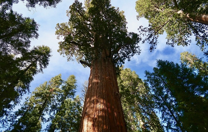 Sekvoje v národním parku