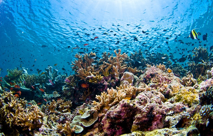 Borneo - Mecca potápěčů