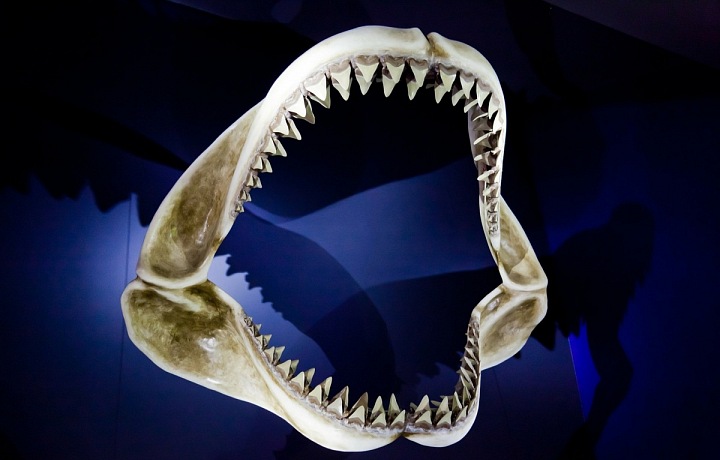 S čelisti žraloka si není radno zahrávat