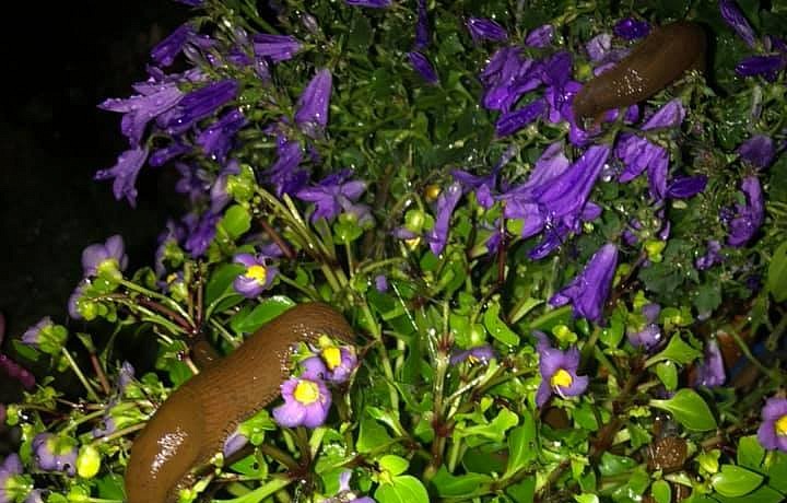 Rajmont se věnuje ve volnu zahradničení. 