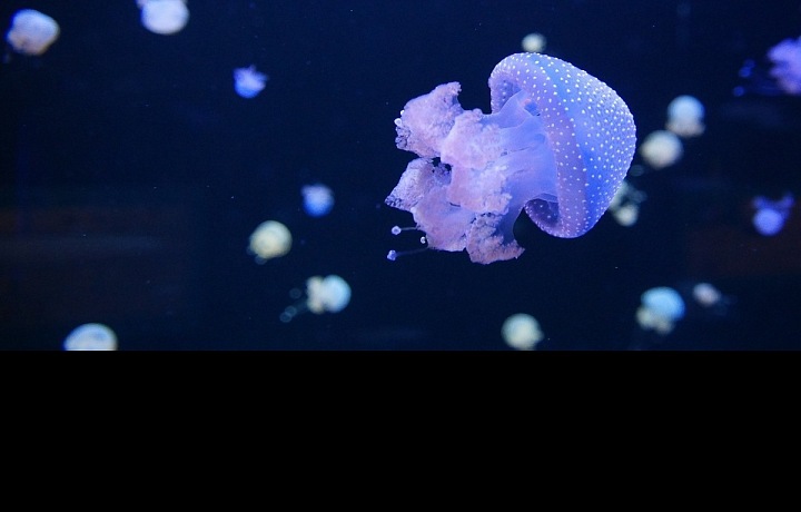 Podmořské divadlo začíná