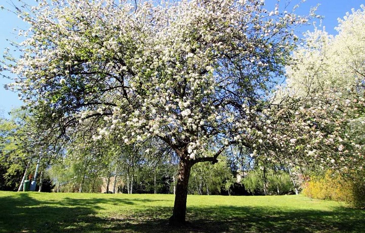 Vinohrady a krásné sady