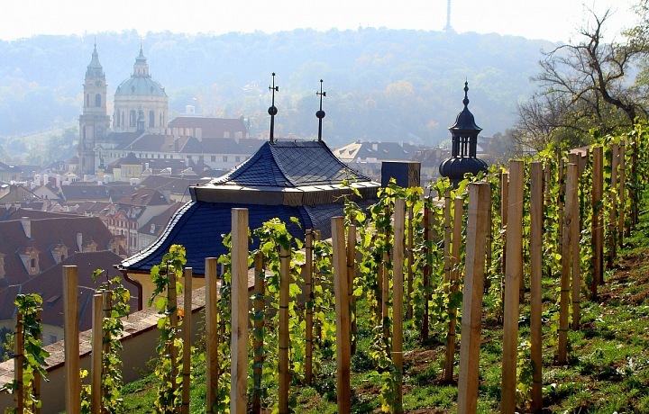 Svatováclavská vinice