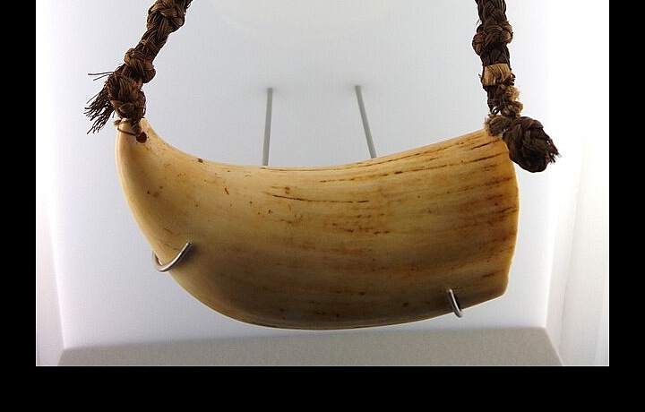 Tabua je velrybí zub, konkrétně zub vorvaně, který je na Fidži považovaný za posvátný a cenný symbol