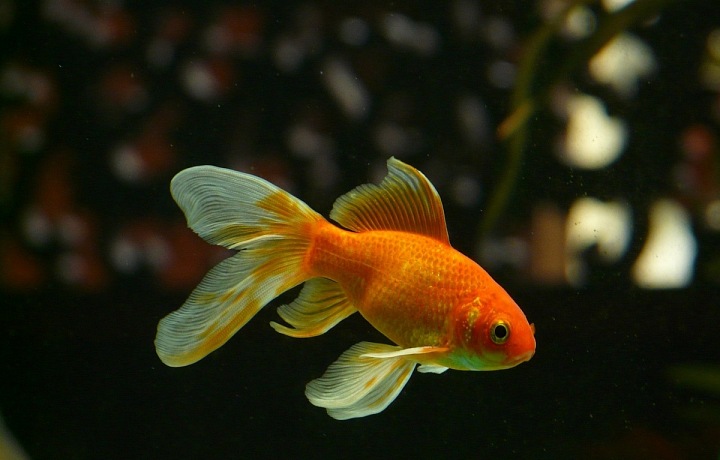 I tak může vypadat zlatá rybka