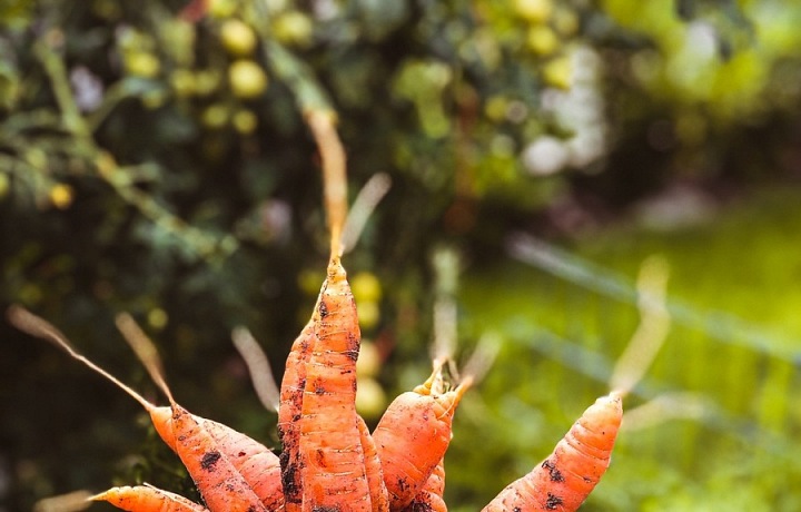 Mrkev vypěstovaná Josefem Maršálkem