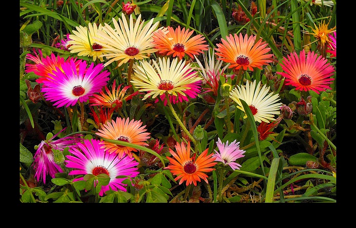 Ukázka květin vygies