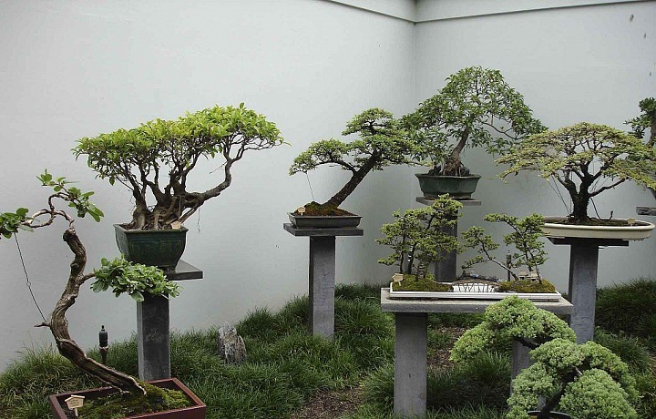 Výstavní bonsaje z čínské zahrady v Syndey