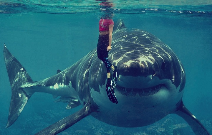 Potápění za žraloky je vždycky risk