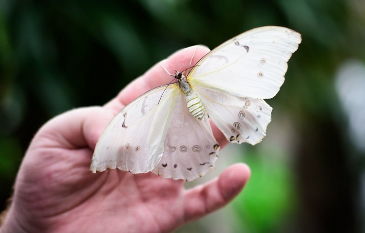 V Motýlím domě můžete obdivovat desítky druhů
