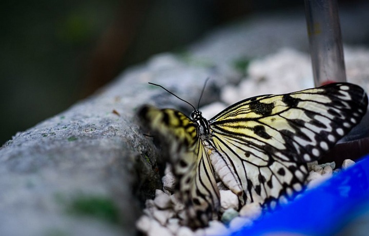 V Motýlím domě můžete obdivovat desítky druhů