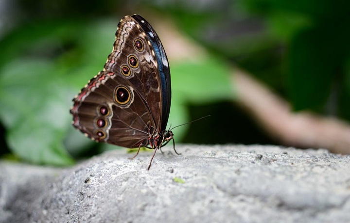 V Motýlím domě můžete obdivovat desítky druhů