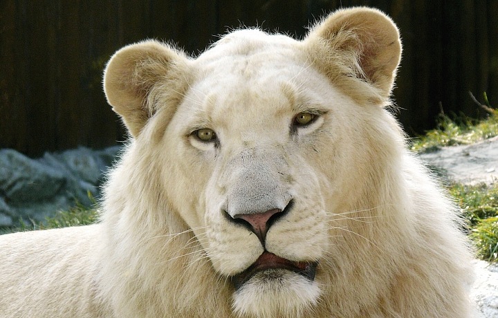 Bílý lev
