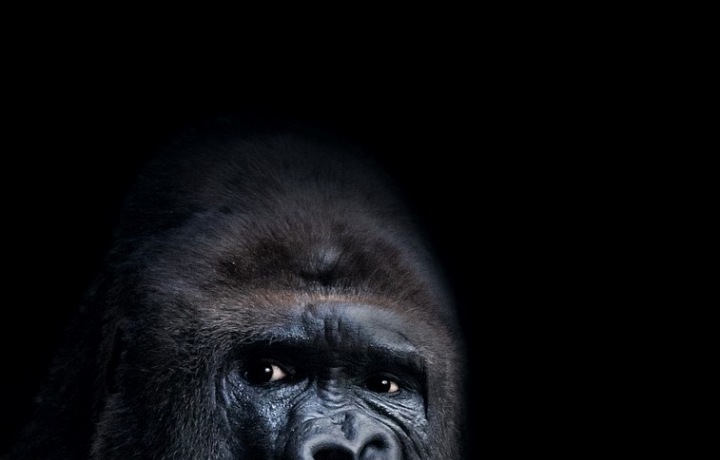 Roman Šimek, Gorila Richard - ZOO Praha