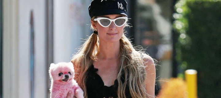 Paris Hilton je vášnivou milovnicí psů.