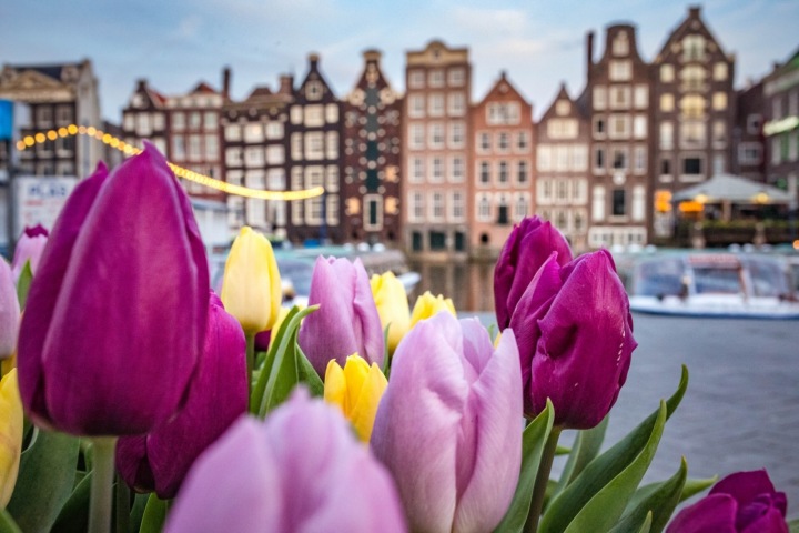 Tulipány i typická amsterdamská architektura Tulipány i typická amsterdamská architektura
