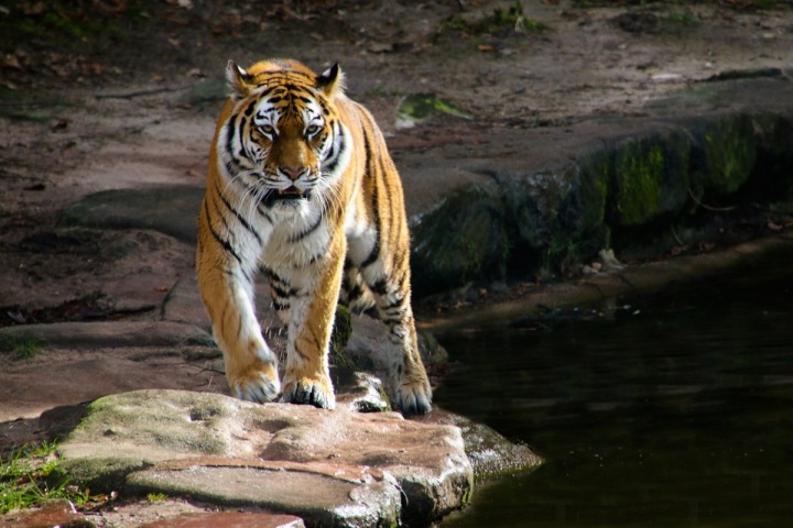 Zvířata byla podle všeho infikována zaměstnancem zoo. Zvířata byla podle všeho infikována zaměstnancem zoo.
