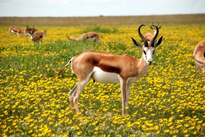 Antilopa v přírodě