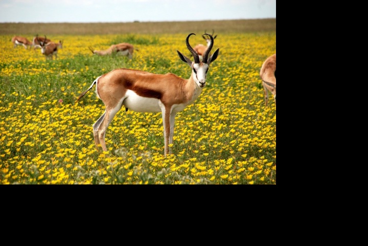 Antilopa v přírodě Antilopa v přírodě