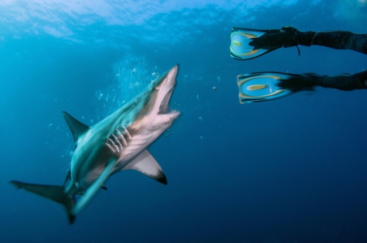 Žralok černocípý v útoku na potápěče