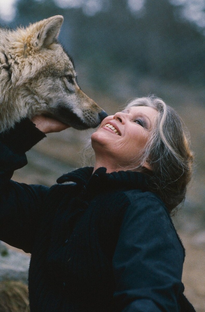 Brigitte Bardot s vlkem Brigitte Bardot s vlkem