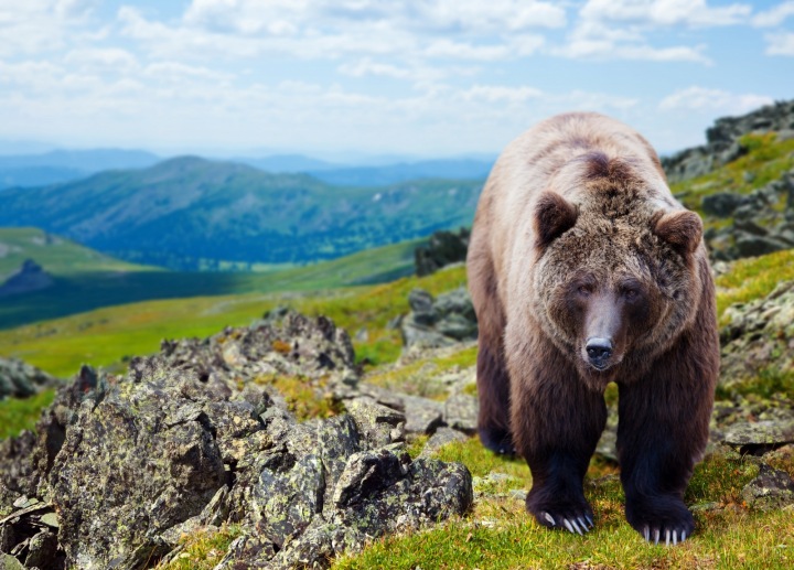 Setkání s medvědem hnědým hrozí i na česko-slovenském pomezí