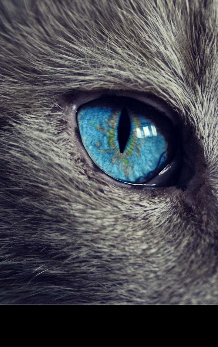 Kočky jsou ústředním tématem nové hry