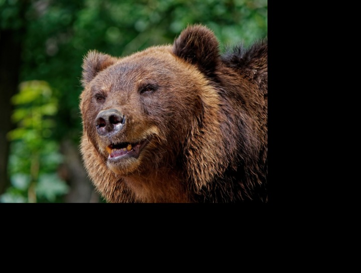 Když potkáte medvěda, zůstaňte v klidu!