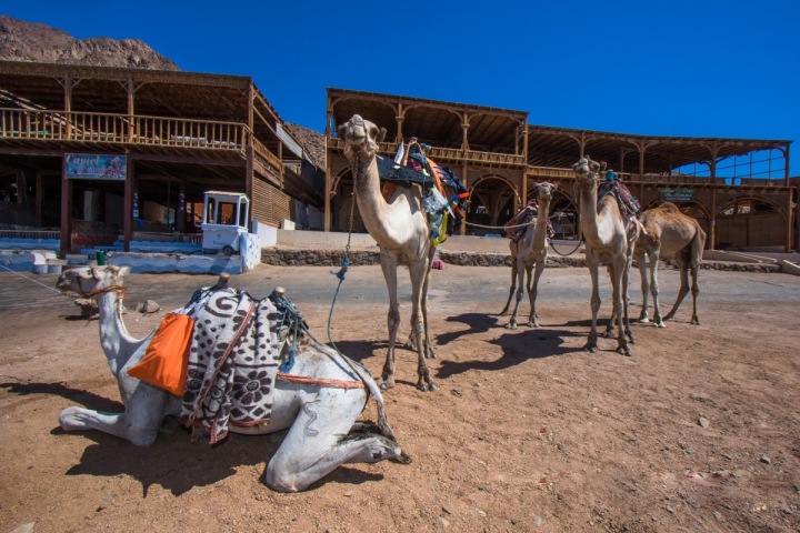 Velbloudi čekající na potápěče před safari Velbloudi čekající na potápěče před safari