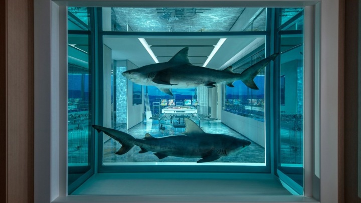 Shark decoration Shark decoration