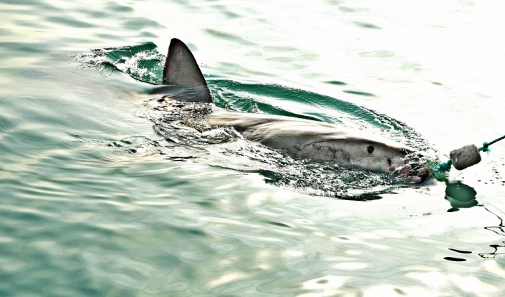 Velký bílý žralok kousající do návnady