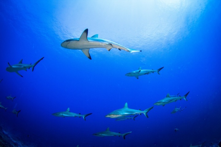 Žraloci ve Francouzské Polynésii jsou jako kapři před Vánocemi