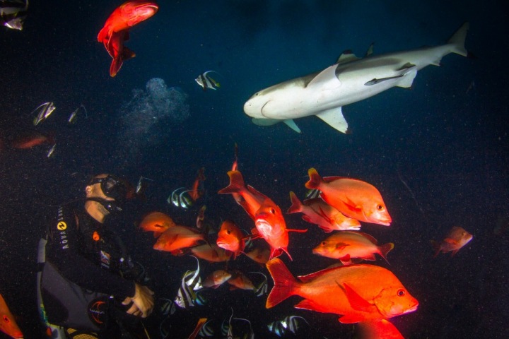 Krmení žraloků je nebezpečné, žralok si může návnadu splést
