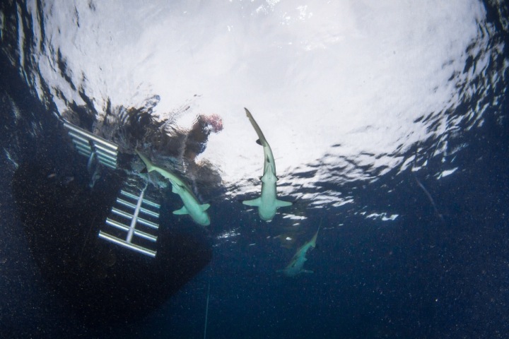 Někteří žraloci s oblibou krouží u žebříku lodí