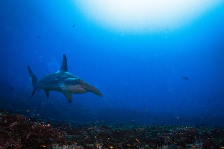 Kladivoun si bezstarostně plave