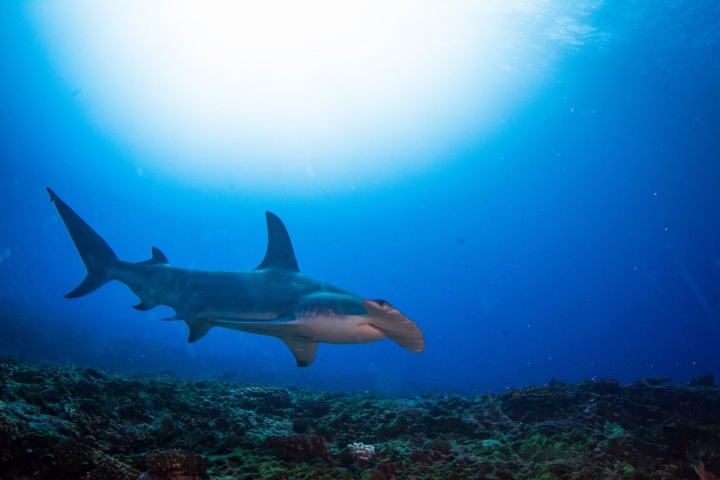 Kladivoun je pobouřen bleskem z foťáku
