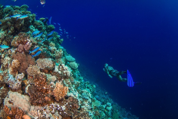 Freediver vznášející se kolem korálové stěny.
