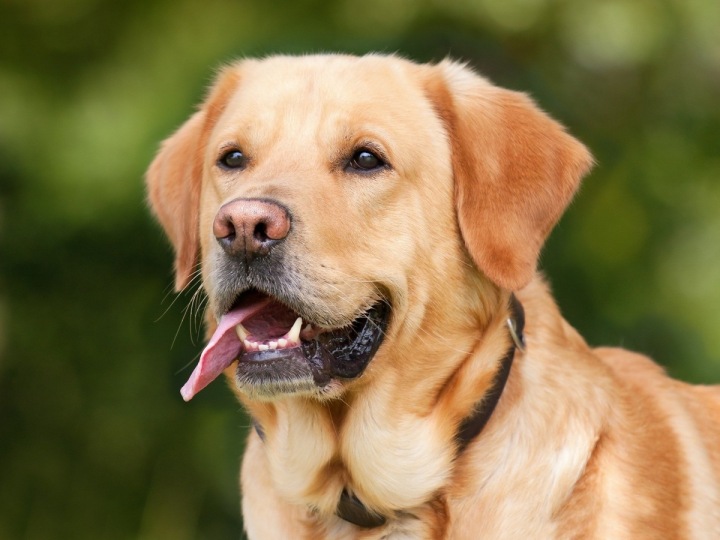 Labrador Labrador