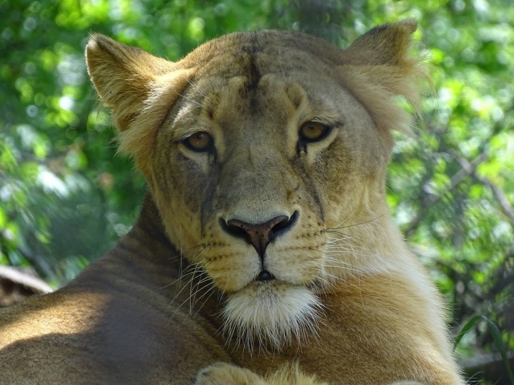 Lev v brněnské ZOO Lev v brněnské ZOO