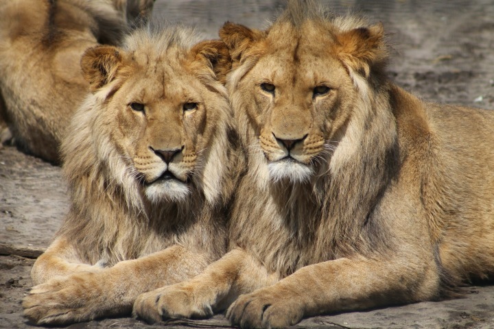 Koronavirem pravděpodobně onemocněli i další lvi, kteří se nacházeli v blízkosti Nadii. 