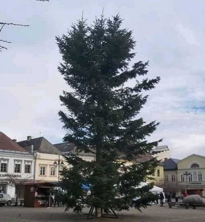 Bruntálský strom si vysloužil přezdívku nejošklivější stromeček na světě.