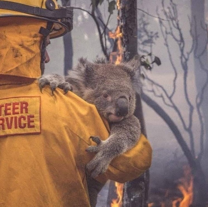 Po celém internetu kolují děsivé fotografie bezmozných zvířat. Po celém internetu kolují děsivé fotografie bezmozných zvířat.