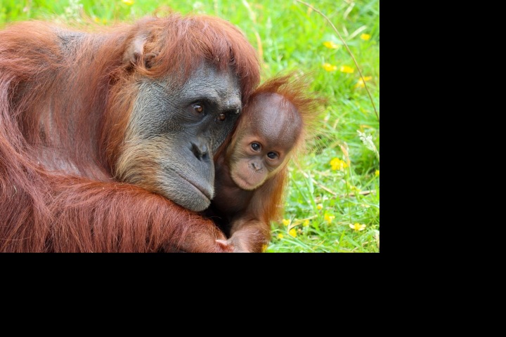 Orangutani Orangutani
