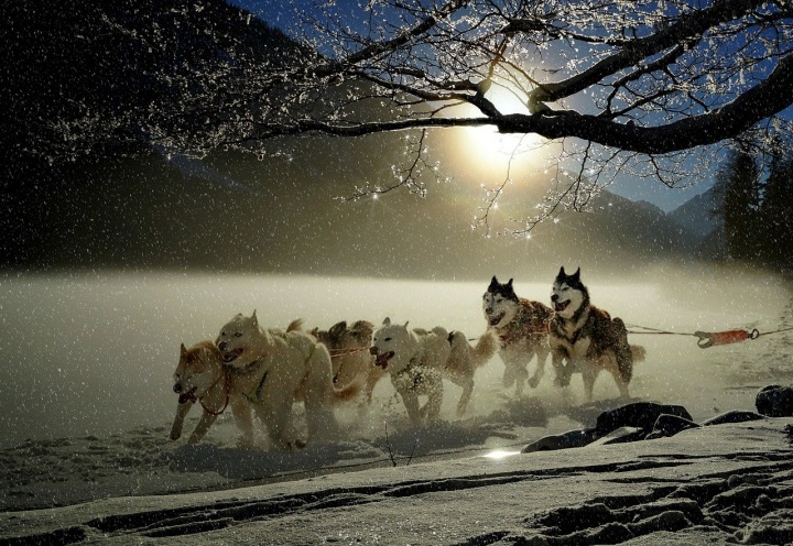 V Grónsku tahají Vánočního muže saně tažené psy. Třeba jsou to právě oni...