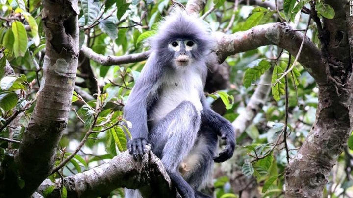 Nový druh opice, Popa langur Nový druh opice, Popa langur