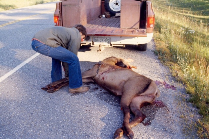 Muž se snaží manipulovat se sraženou zvěří.