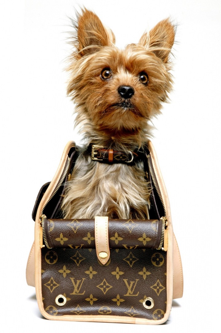 Psí obojek a psí taška Louis Vuitton 